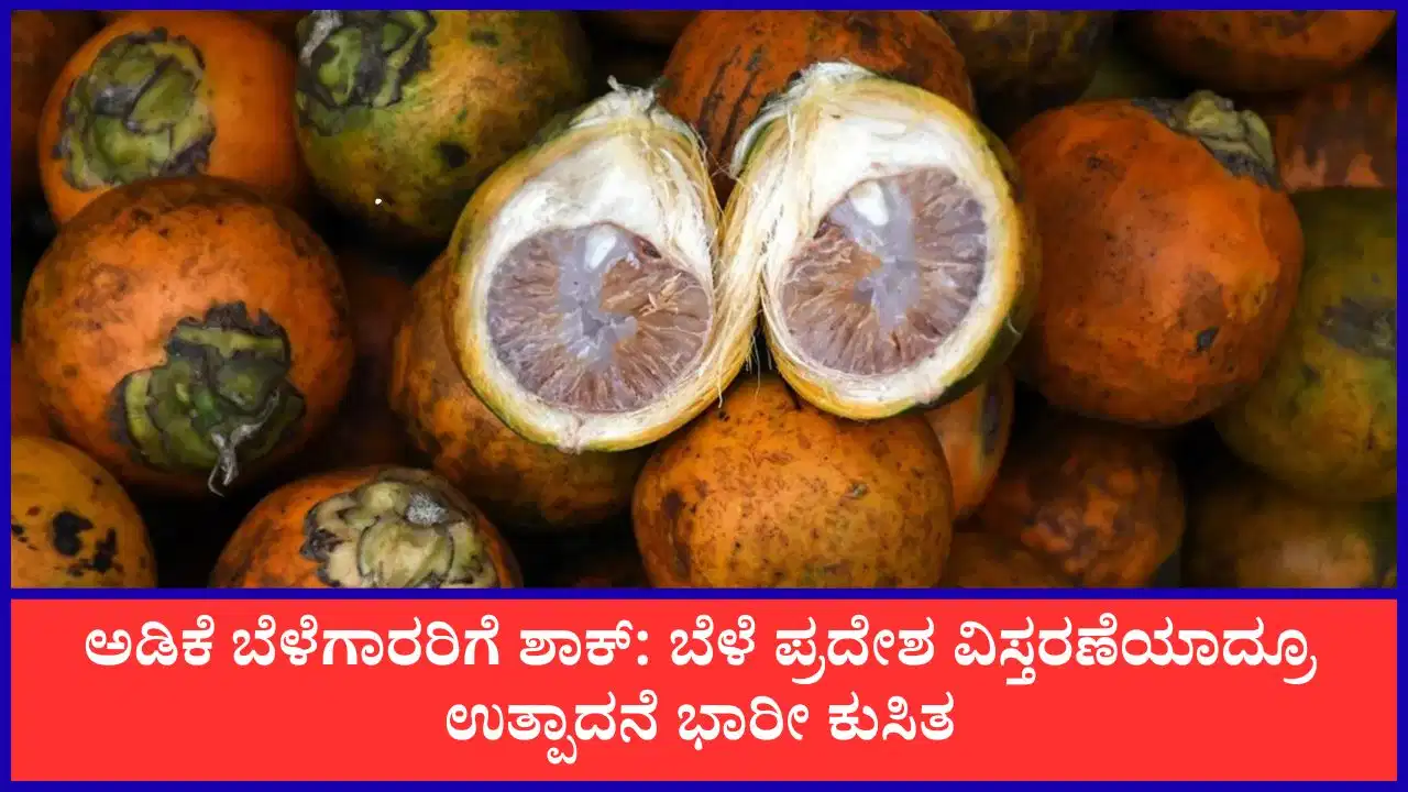 karnataka-arecanut-productivity