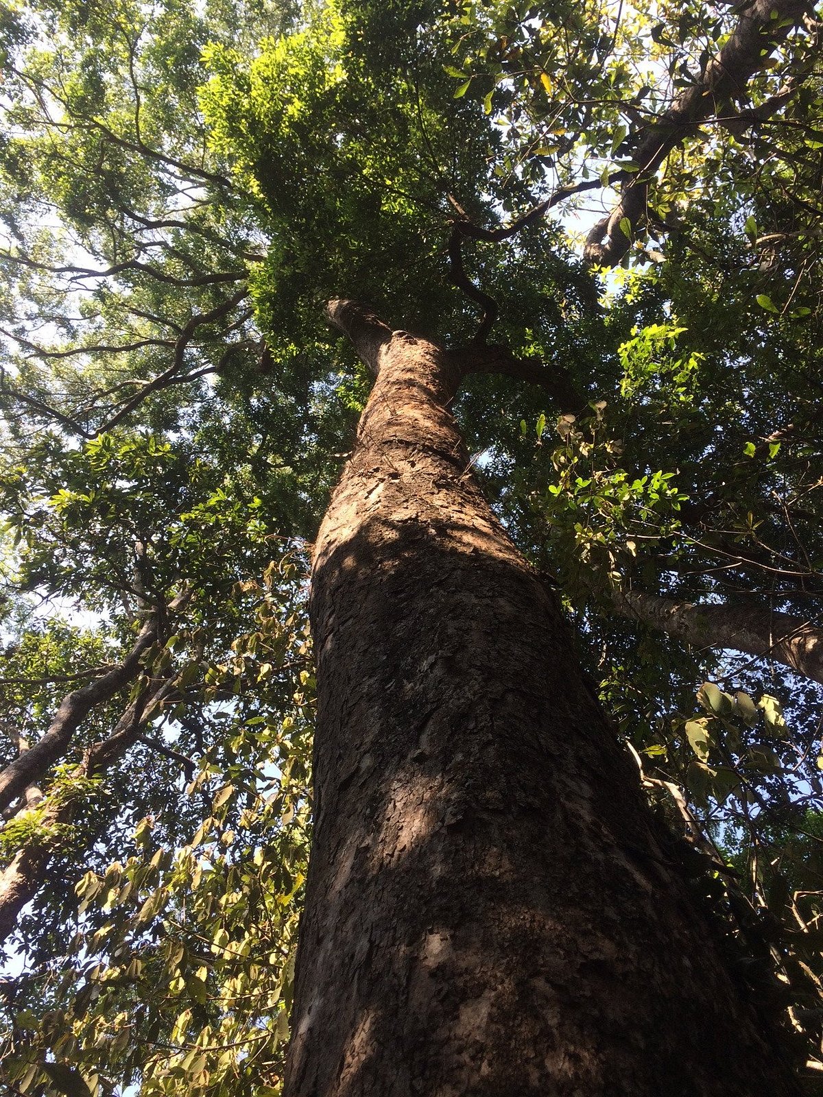 100-year-old-tree